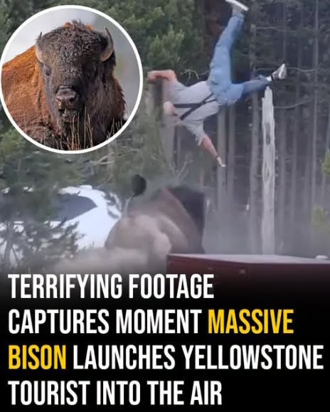 Terrifying footage captures moment massive bison launches Yellowstone tourist into the air