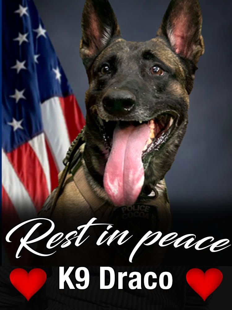 💔 Rest in Paradise, Draco 🐕🐾