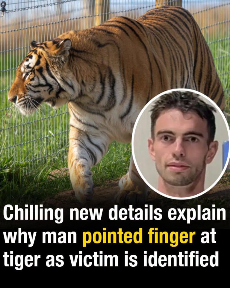 Chilling new details explain why man pointed finger at tiger as victim is identified